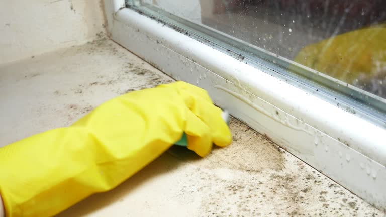 Best Emergency Mold Remediation  in Jemez Pueblo, NM